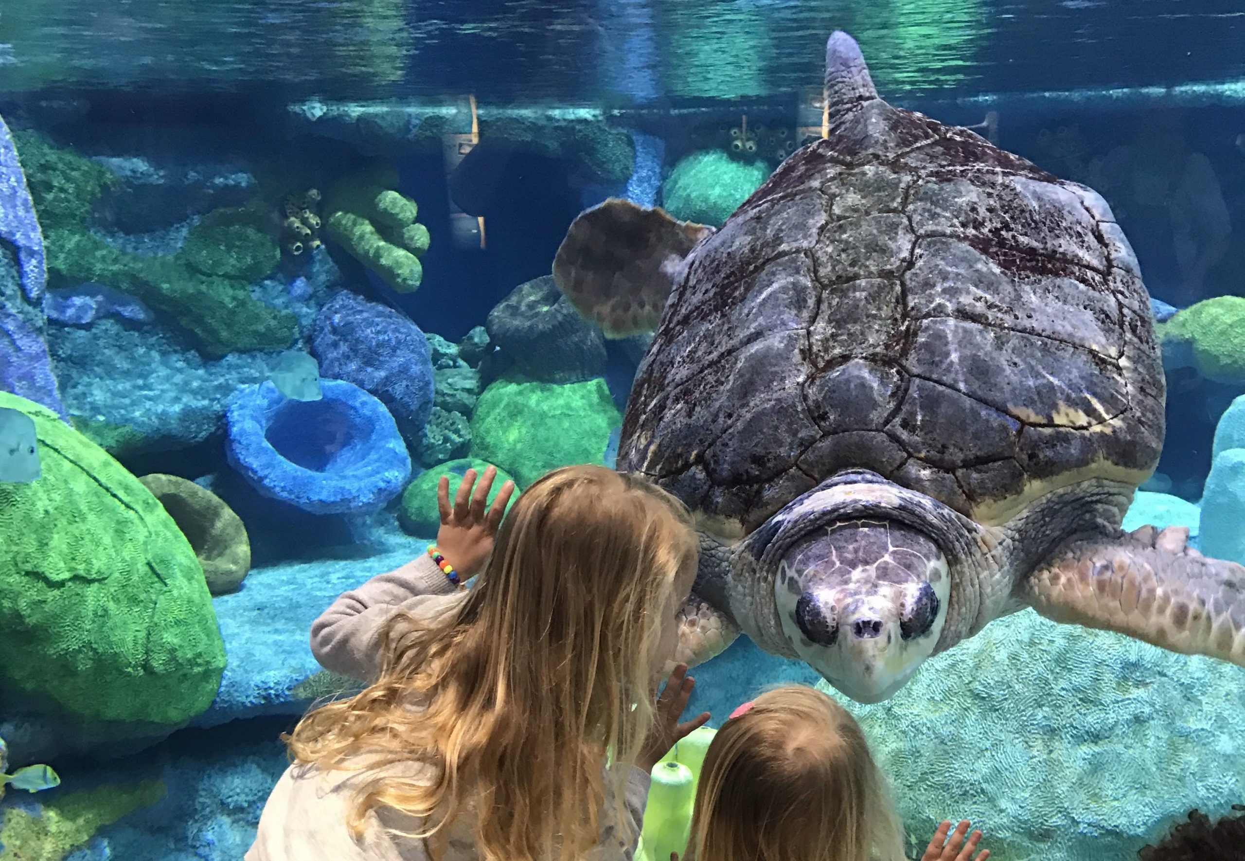 Sea turtle at the Oklahoma Aquarium