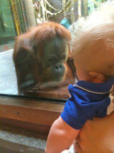 zoo baby and baby orangutan