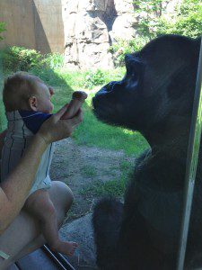 zoo baby gorilla