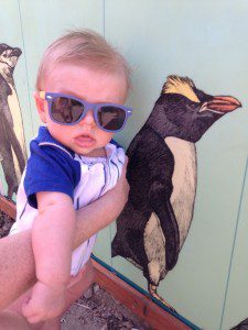 zoo baby penguin 1