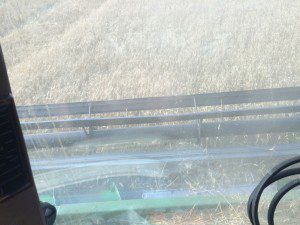 Wheat going into the header to be cut