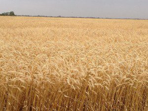 havest wheat
