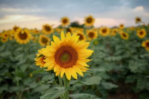 Visit These 7 Kansas Sunflower Fields That Begin Blooming in July!