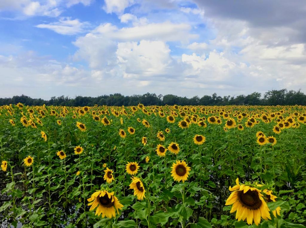 Visit These 7 Kansas Sunflower Fields That Begin Blooming in July!