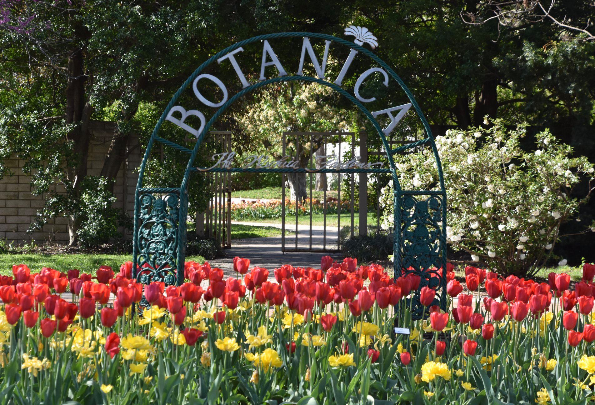 Tulip Festival Botanica