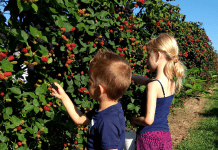 Where to Pick Berries in Wichita