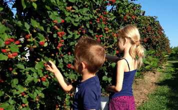 Where to Pick Berries in Wichita
