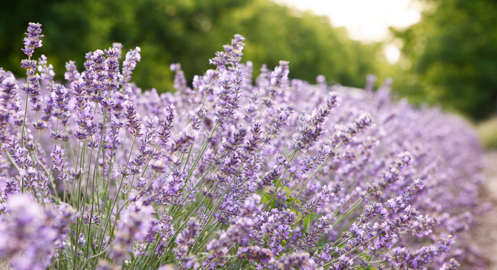 Kansas Lavender Farms & Festivals to Visit This Summer