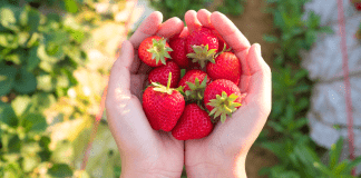 Where to Pick Berries in Wichita with Kids
