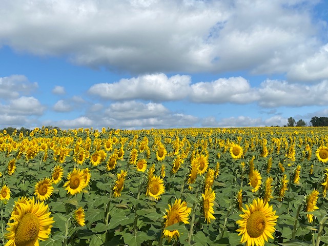 Field of sunflowers at Grinter's Farm in Lawrence