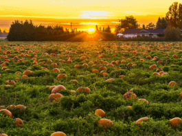 Pumpkin Patches WICHITA