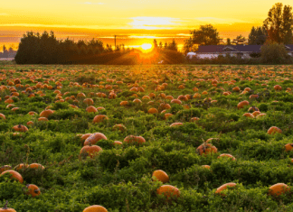 Pumpkin Patches WICHITA