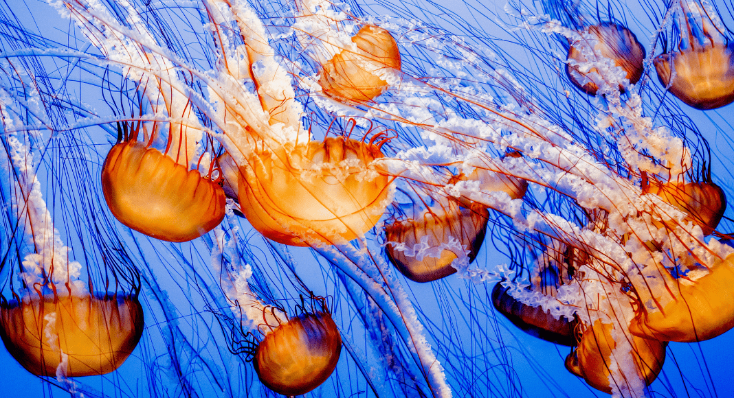 jellyfish at Monetery Bay Aquarium