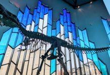 dinosaurs fossils wichita kanas