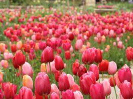 bartlett arboretum tulip time