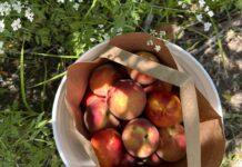 Fruit Picking Season is Here | Meadowlark You-Pick Farm Meadowlark Farm Peach Picking