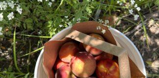 Fruit Picking Season is Here | Meadowlark You-Pick Farm Meadowlark Farm Peach Picking