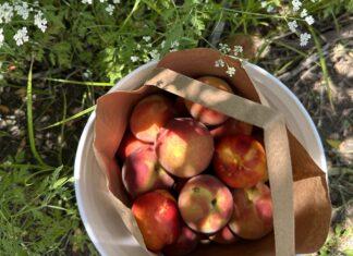 Meadowlark Farm Peach Picking