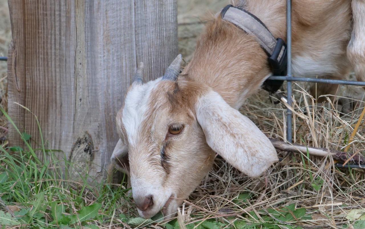 Meadowlark Farm Season Pass 