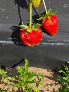 Strawberry Picking Wichita, KS