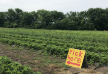 Fruit Picking Season is Here | Meadowlark You-Pick Farm Fruit Strawberry Picking Wichita