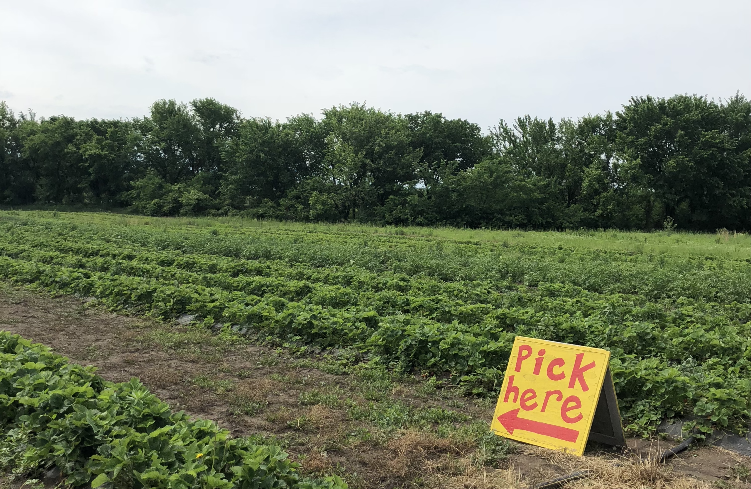 Fruit Strawberry Picking Wichita
