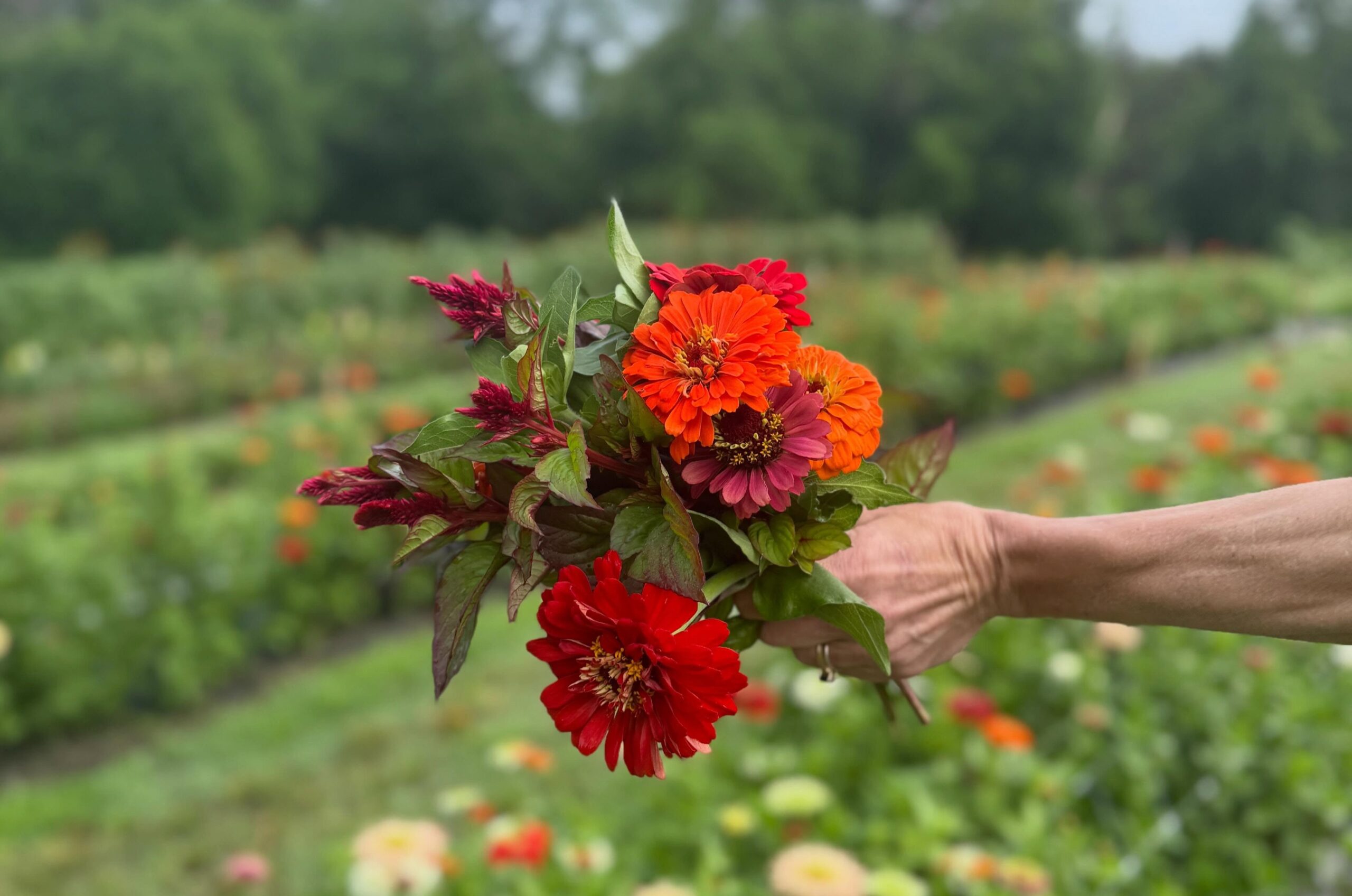 You Pick Flower Farm Wichita