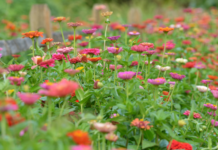 Kansas You Pick Flower Farms Zinnea