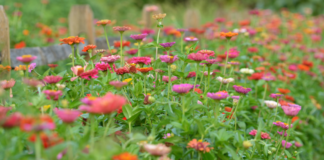 Kansas You Pick Flower Farms Zinnea