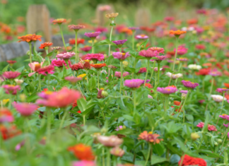 5 Flower Farms & Zinnea Fields to Explore Near Wichita This Summer Kansas You Pick Flower Farms Zinnea